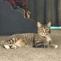 Thumbnail photo of Micki Meowmura #4