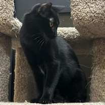 Thumbnail photo of Dot Fuoco #1