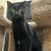 Thumbnail photo of Dot Fuoco #2