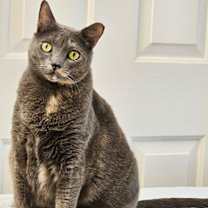 Thumbnail photo of Waleska Lovebug #1