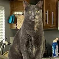 Thumbnail photo of Waleska Lovebug #3