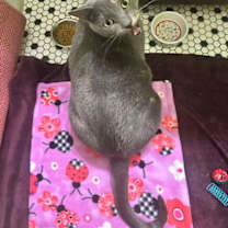 Thumbnail photo of Waleska Lovebug #4