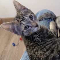 Thumbnail photo of Emmanuel Lane #2