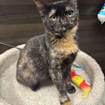 Thumbnail photo of Onica Stone #1