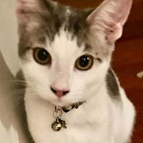 Thumbnail photo of Duchess December #2