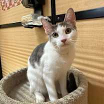 Thumbnail photo of Duchess December #4