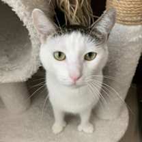 Thumbnail photo of Joes Toes #1