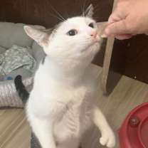 Thumbnail photo of Joes Toes #2