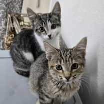 Thumbnail photo of Gretel Hon Bonded With Hansel Hon #1