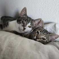 Thumbnail photo of Gretel Hon Bonded With Hansel Hon #2