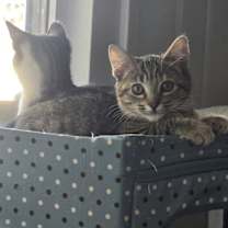 Thumbnail photo of Gretel Hon Bonded With Hansel Hon #3