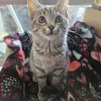 Thumbnail photo of Gretel Hon Bonded With Hansel Hon #4