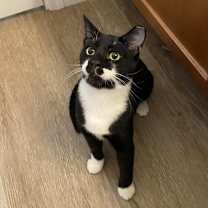 Thumbnail photo of Jj Fluffertons #2