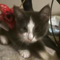 Thumbnail photo of Doodle Fuzzbucket #1