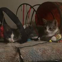 Thumbnail photo of Doodle Fuzzbucket #2