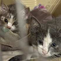 Thumbnail photo of Doodle Fuzzbucket #3