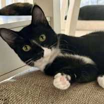 Thumbnail photo of Penny Fuococat #1