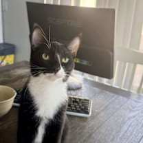 Thumbnail photo of Penny Fuococat #3