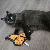 Thumbnail photo of Hugo Beckett #1