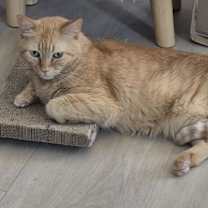 Thumbnail photo of Melly Vanelly #4