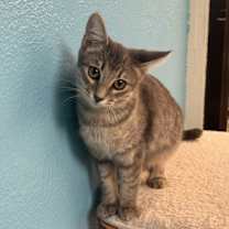 Thumbnail photo of Uno Girard #1