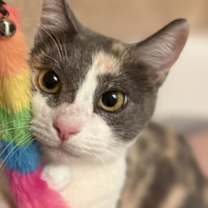 Thumbnail photo of Lucille Luvbug #1