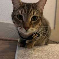 Thumbnail photo of Loch Mythical (Aka: Beef) #2