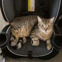 Thumbnail photo of Loch Mythical (Aka: Beef) #4