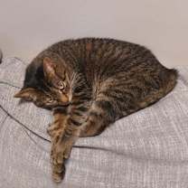 Thumbnail photo of Peanut #4