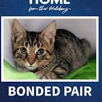 Thumbnail photo of Mahogany #1