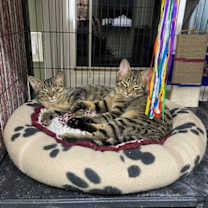 Thumbnail photo of Mahogany #4