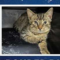 Thumbnail photo of Opalite #1