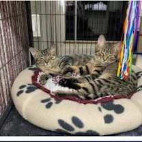 Thumbnail photo of Opalite #2