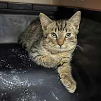 Thumbnail photo of Opalite #3