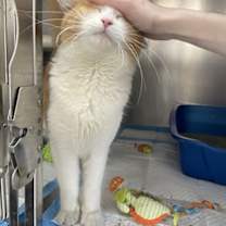 Thumbnail photo of Rubio #2