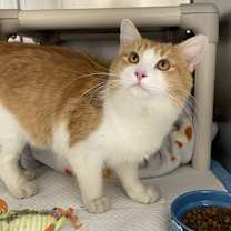 Thumbnail photo of Rubio #4