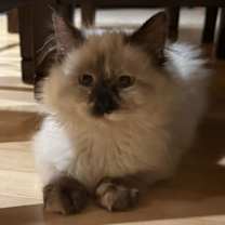 Thumbnail photo of Japan C4760 - NO LONGER ACCEPTING APPLICATIONS #2