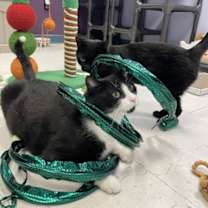 Thumbnail photo of Hammy #2