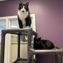 Thumbnail photo of Hammy #3