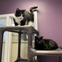 Thumbnail photo of Hammy #4