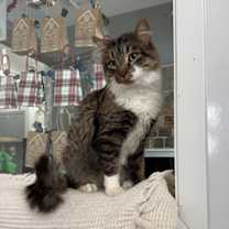 Thumbnail photo of St. Nick #1