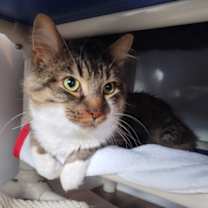 Thumbnail photo of St. Nick #2