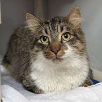 Thumbnail photo of St. Nick #3