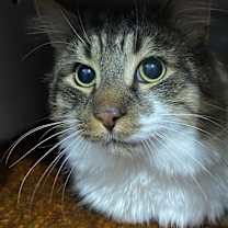 Thumbnail photo of St. Nick #4