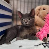 Thumbnail photo of Tango #1