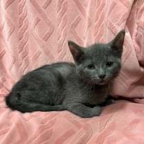 Thumbnail photo of Tango #2