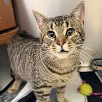 Thumbnail photo of Crumpet #2