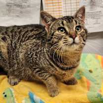 Thumbnail photo of Crumpet #3