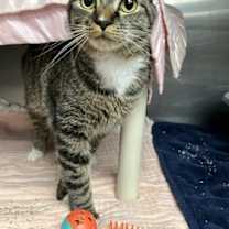 Thumbnail photo of Fruitcake Falala (with Jinglebread Cookie) #4