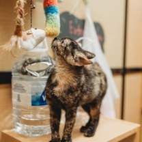 Thumbnail photo of Vixen #2